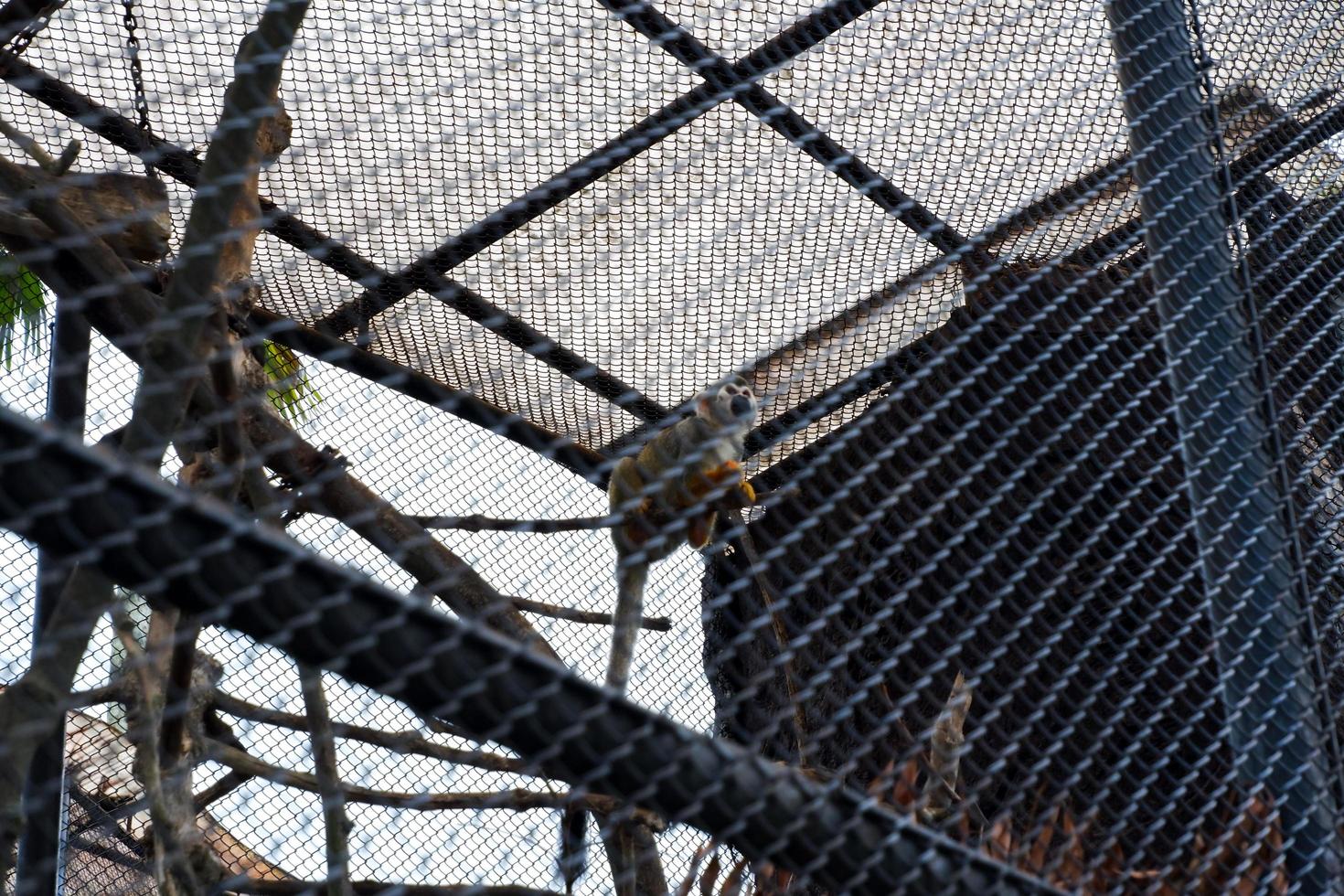 seletivo foco do a nariz achatado dourado macaco pendurado dentro dele jaula. foto