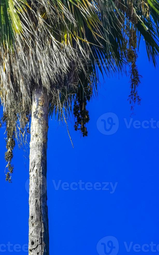 cocos de palmeira natural tropical céu azul no méxico. foto