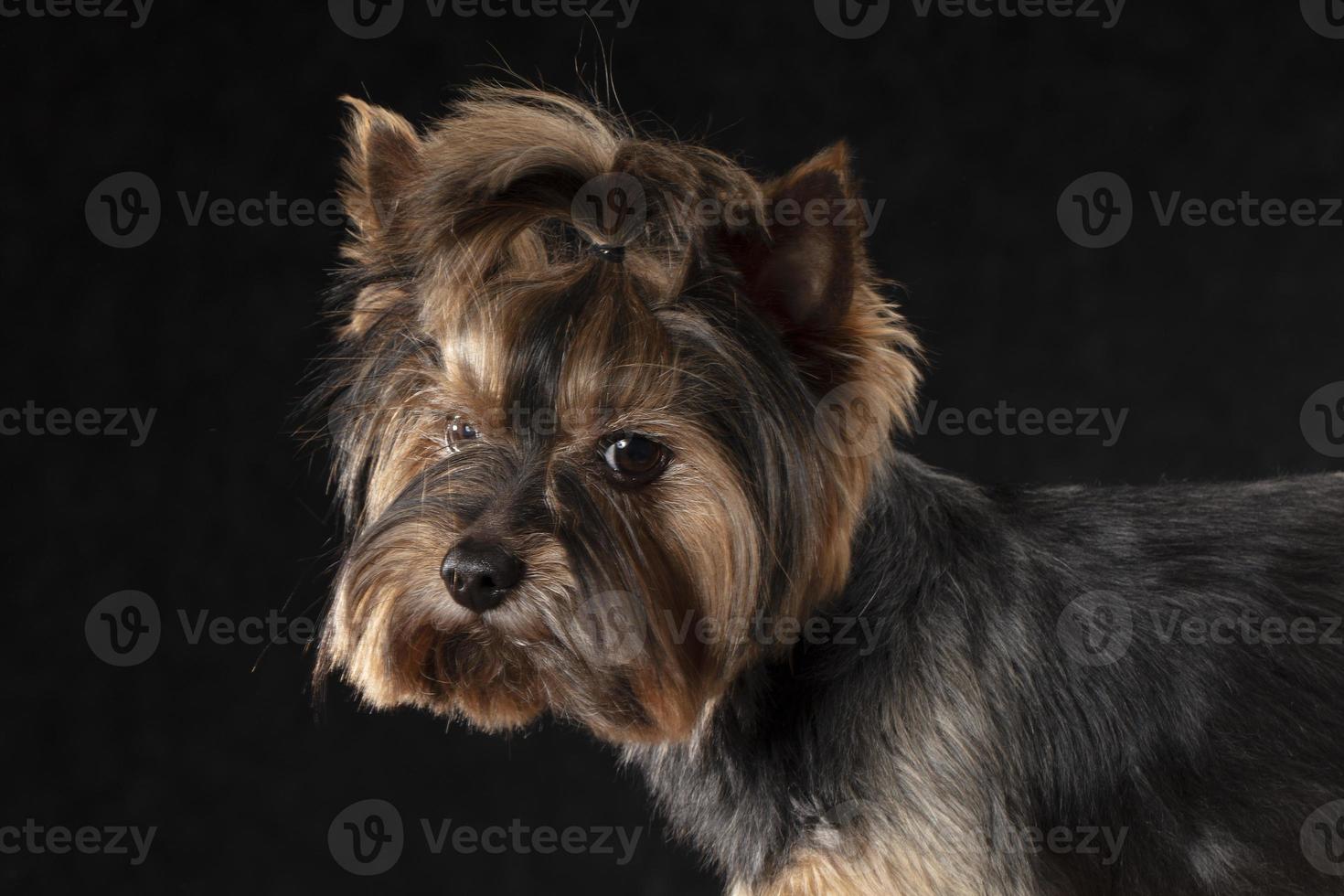 yorkshire terrier dentro a estúdio em uma Preto fundo. foto