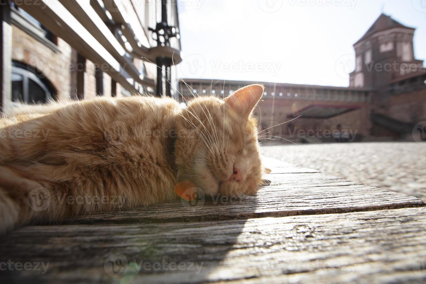 vermelho gato dorme em a fundo do a velho castelo. a gato vidas dentro a museu. foto