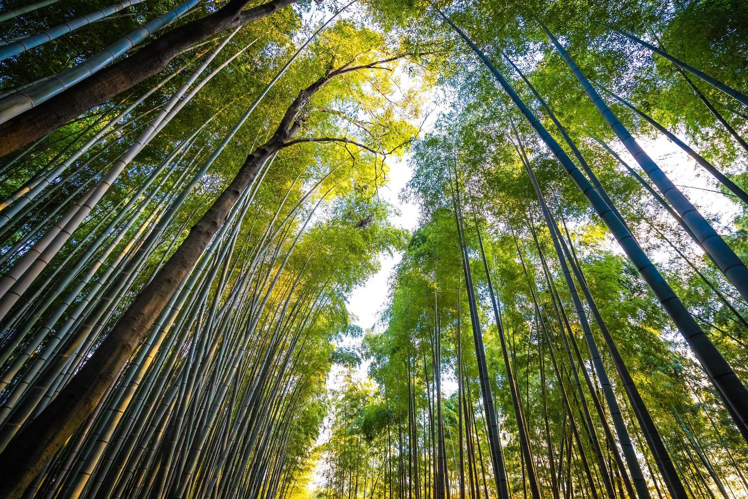 bela floresta de bambu em arashiyama, kyoto, japão foto