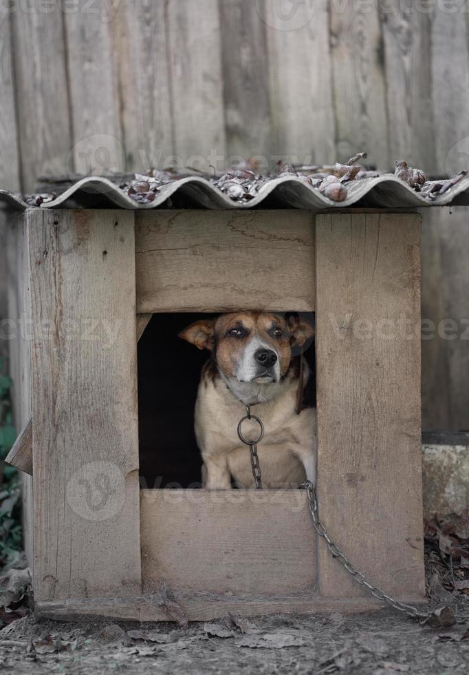 uma solitário e triste guarda cachorro em uma cadeia perto uma cachorro casa ao ar livre. foto