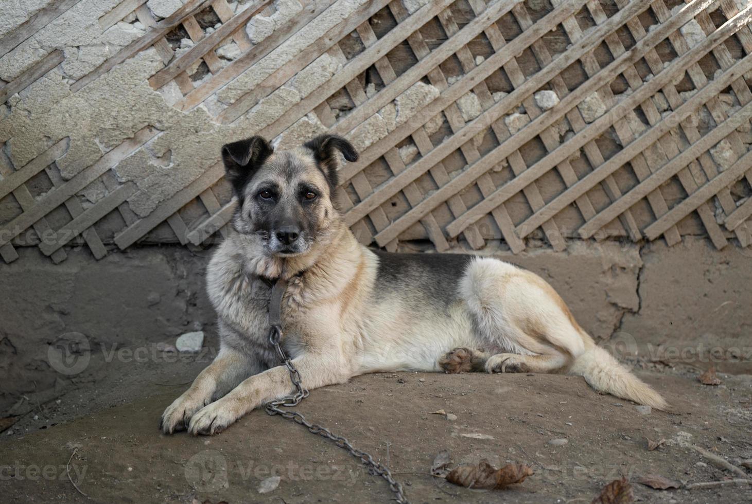 uma solitário e triste guarda cachorro em uma cadeia perto uma cachorro casa ao ar livre. foto