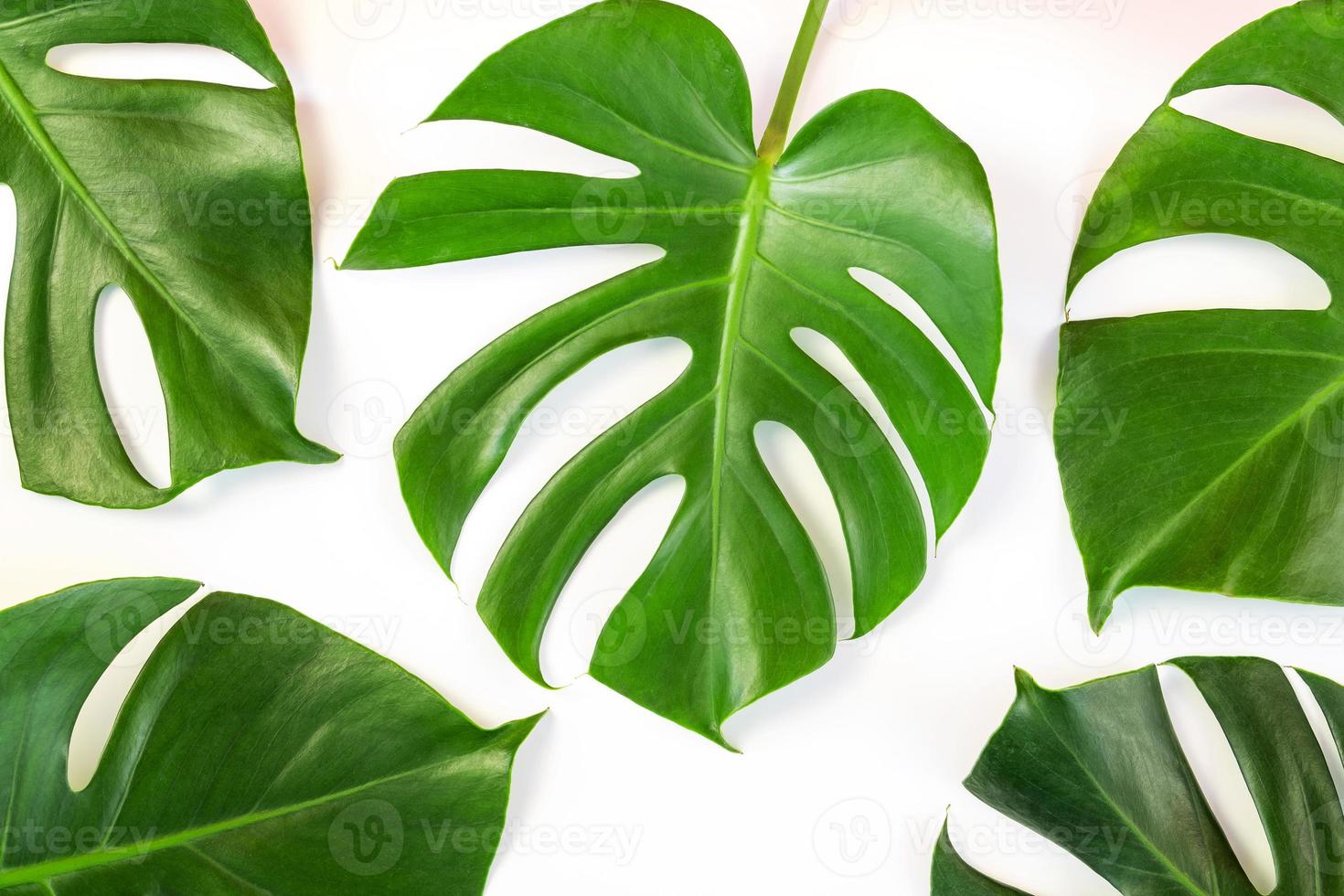 folhas de monstera em fundo branco foto