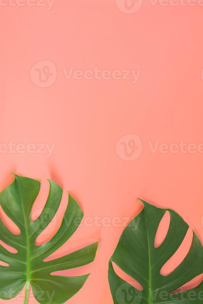 folhas de monstera em fundo rosa foto