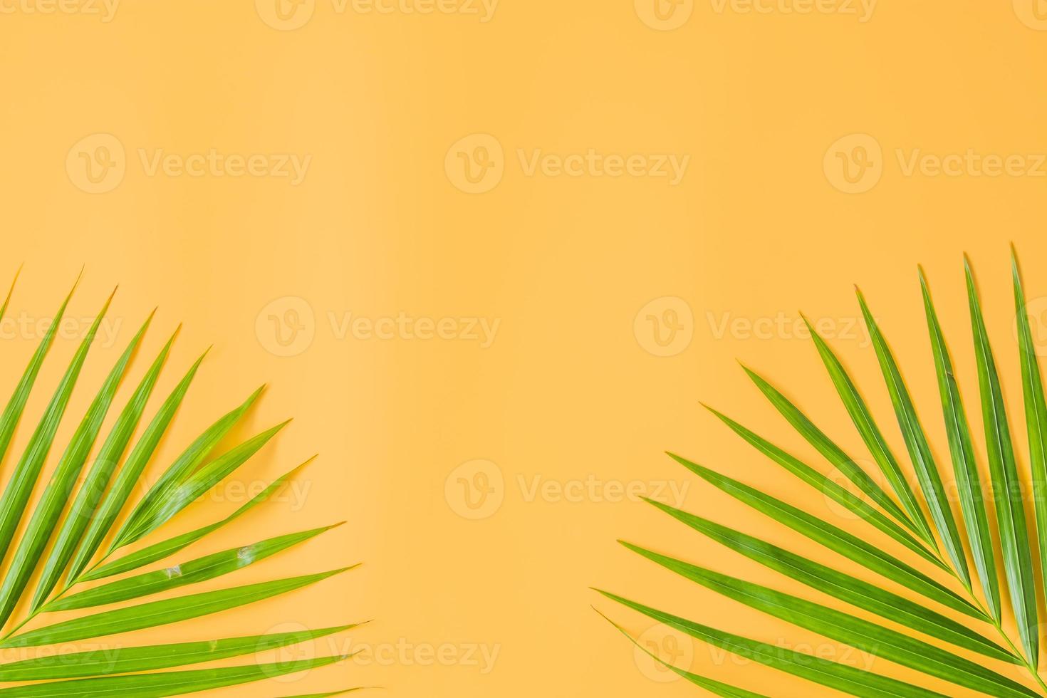 folhas de palmeira isoladas em fundo laranja foto