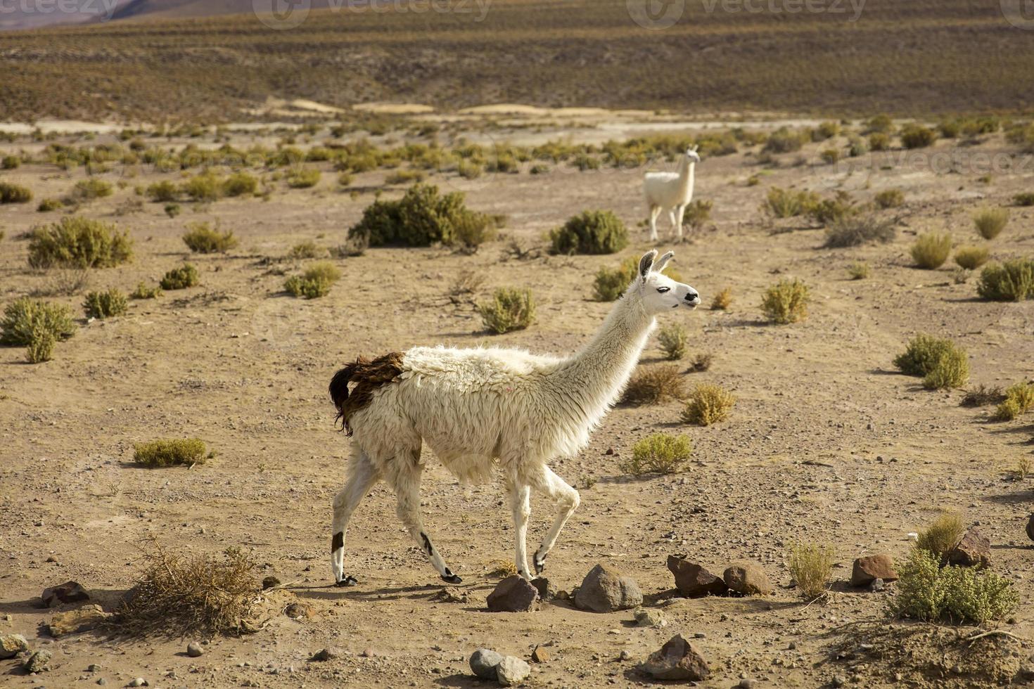 lamas no deserto dali na bolívia foto