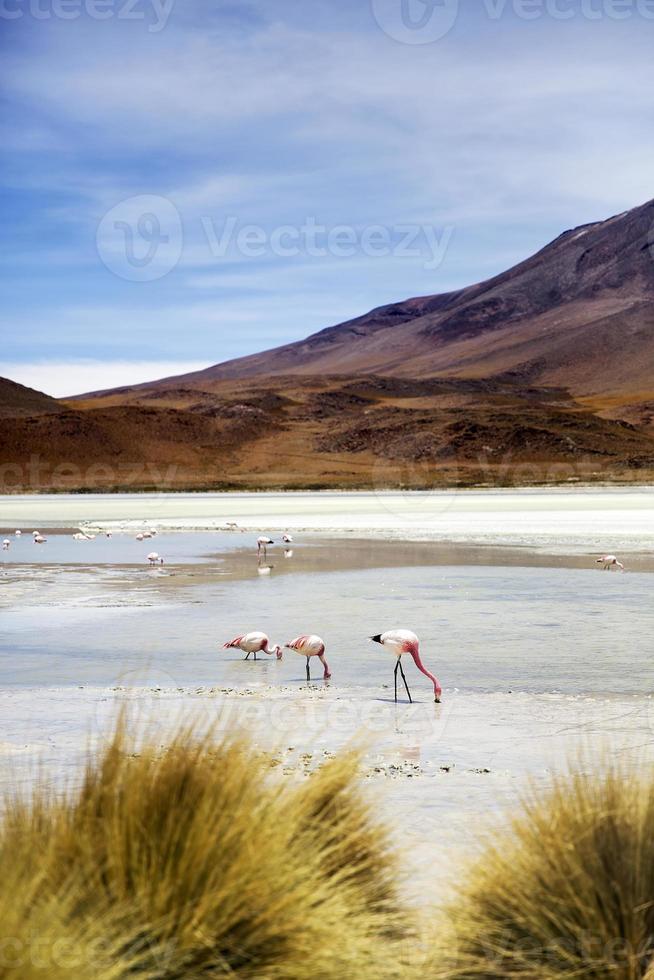 Laguna Hedionda na Bolívia foto