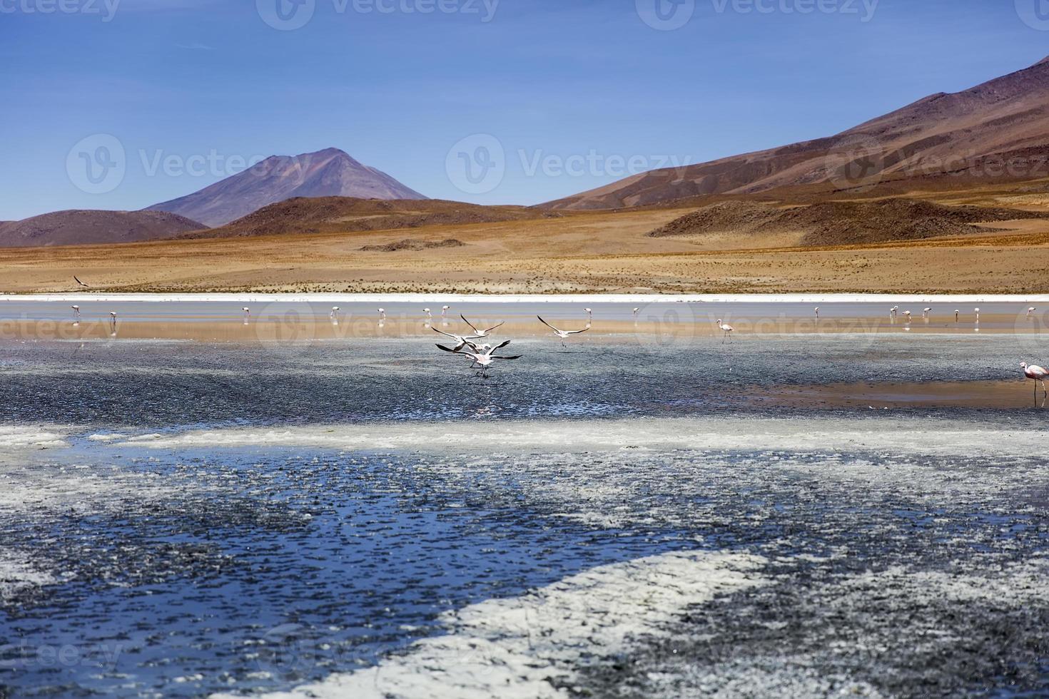 laguna colorada na bolívia foto