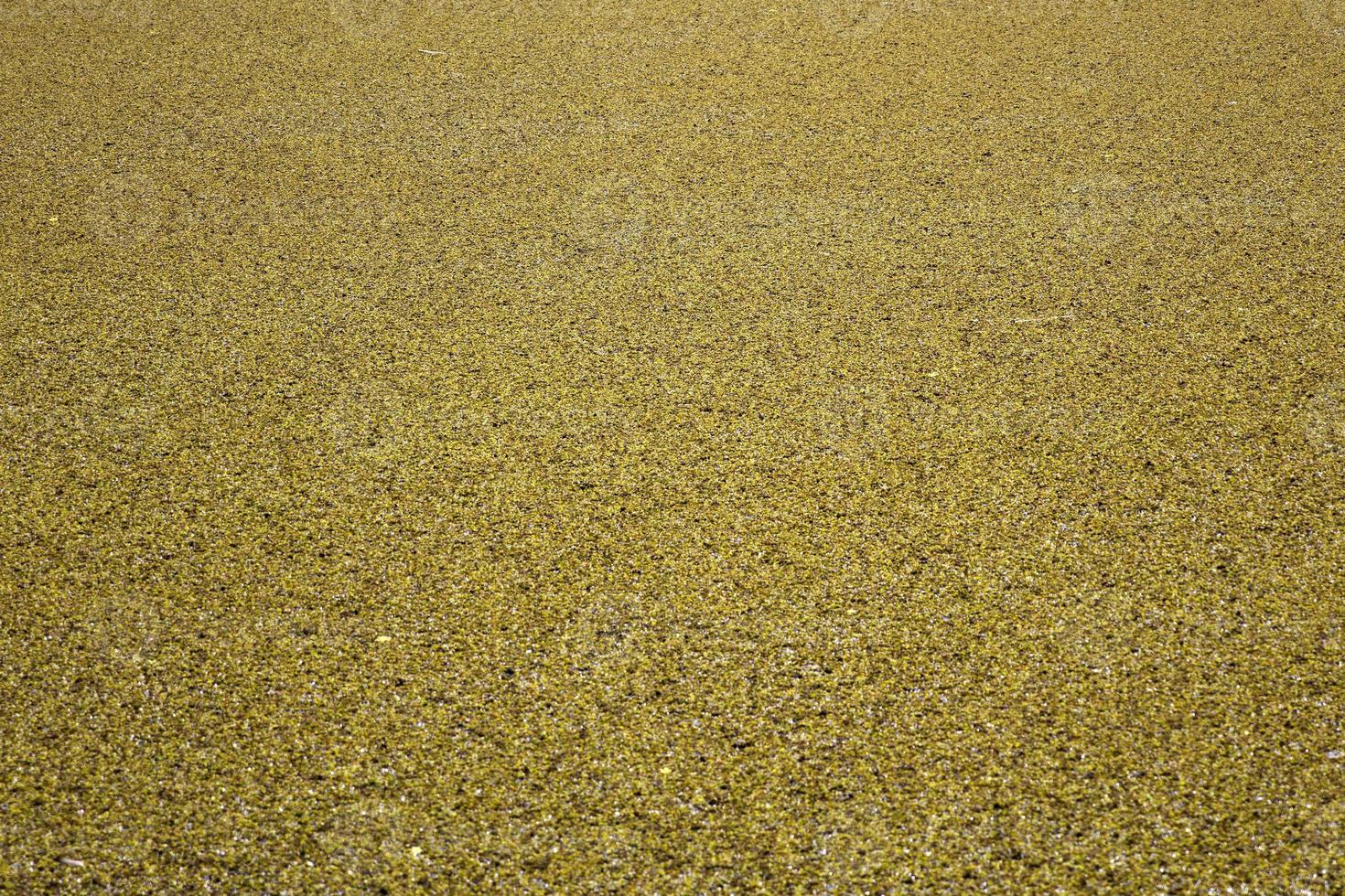 velho muro de pedra verde foto