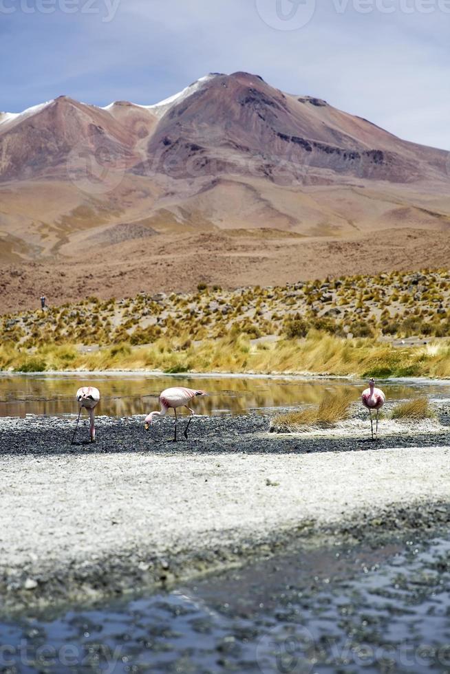 laguna colorada na bolívia foto