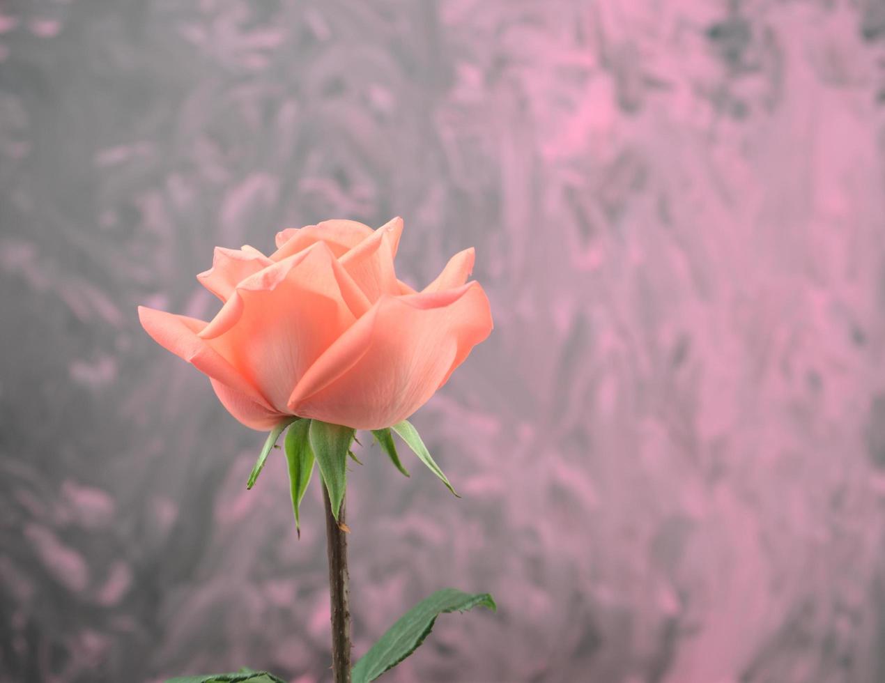 de frente, vista lateral de uma única rosa florescendo em laranja e rosa foto