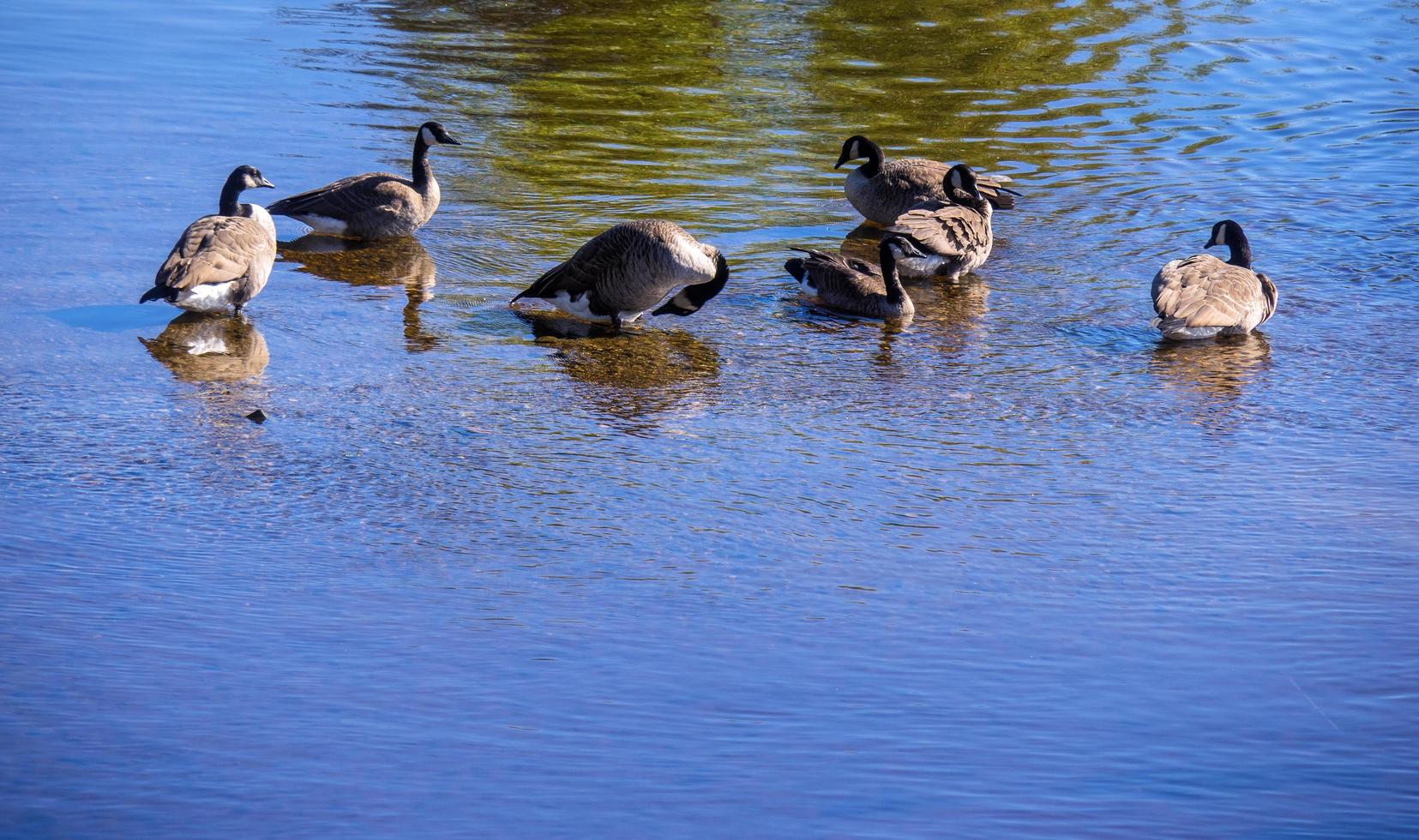 grupo de patos água foto