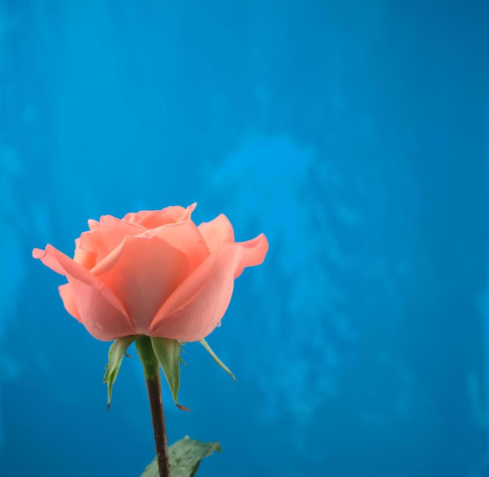 florescendo rosa laranja rosa com gotas de água e fundo de textura azul foto