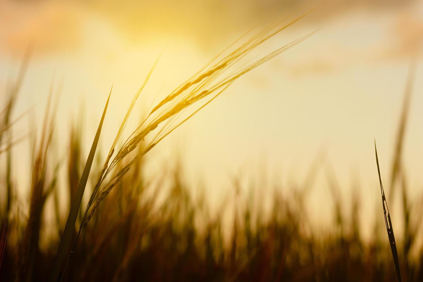 planta de trigo ao pôr do sol foto