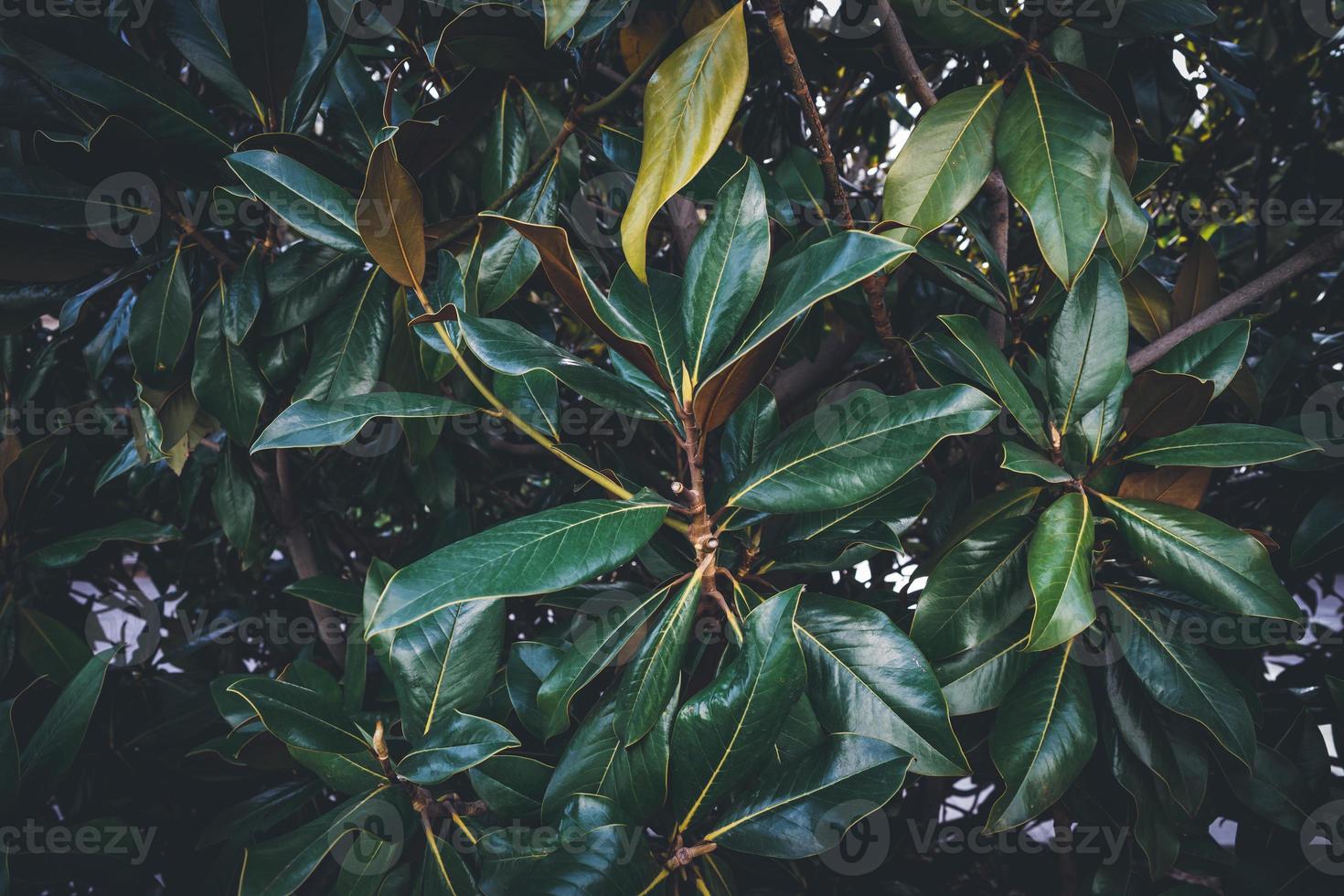 folhas verdes de uma árvore de magnólia foto