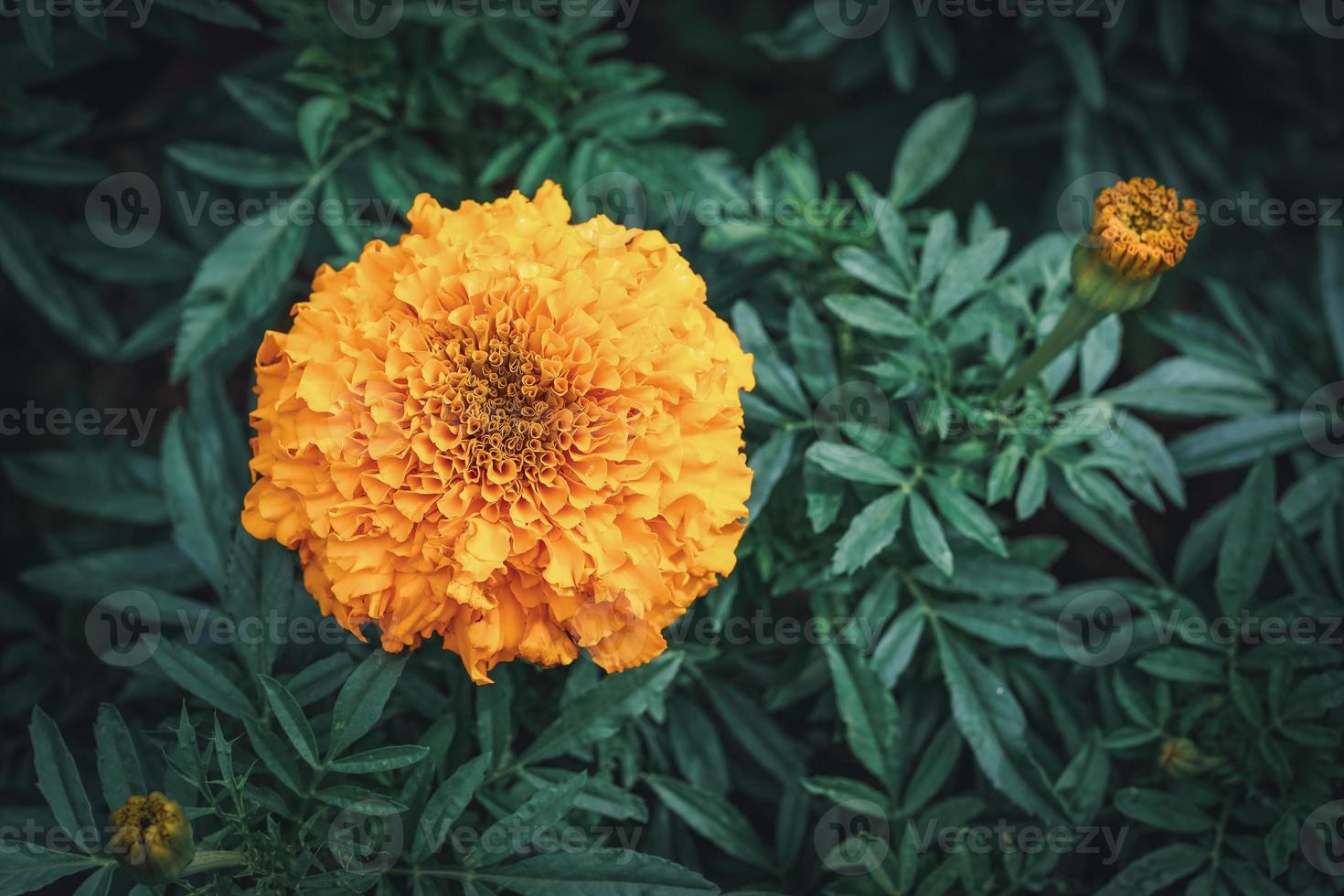 flor de calêndula africana em um jardim foto