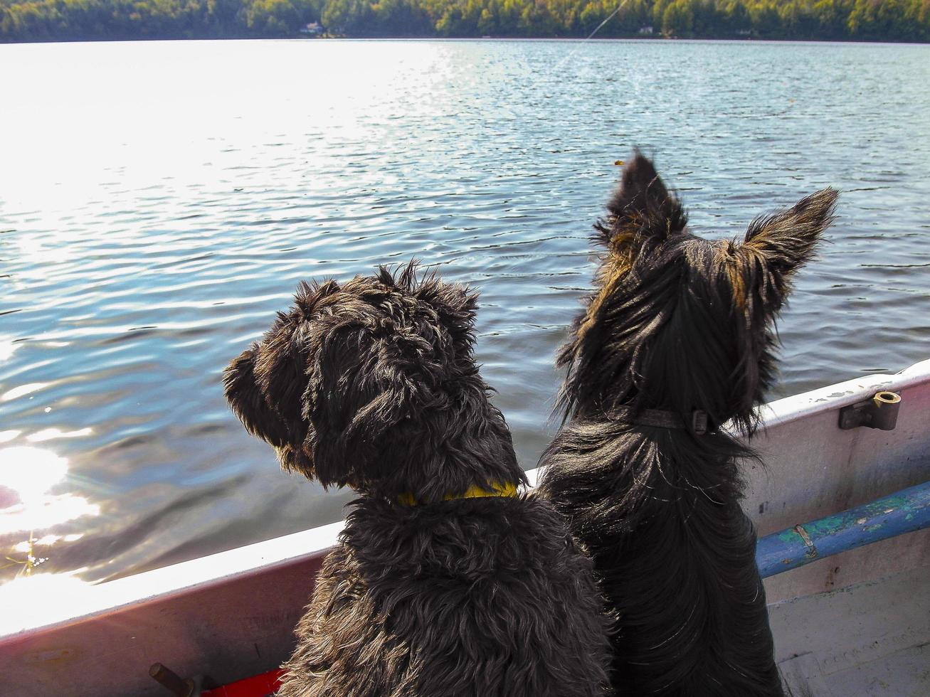 dois cachorros em um barco com vista para um lago com uma floresta ao fundo foto