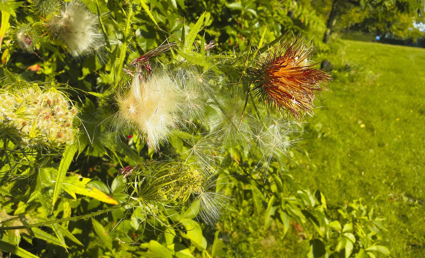 flores fofas em um arbusto em um campo foto