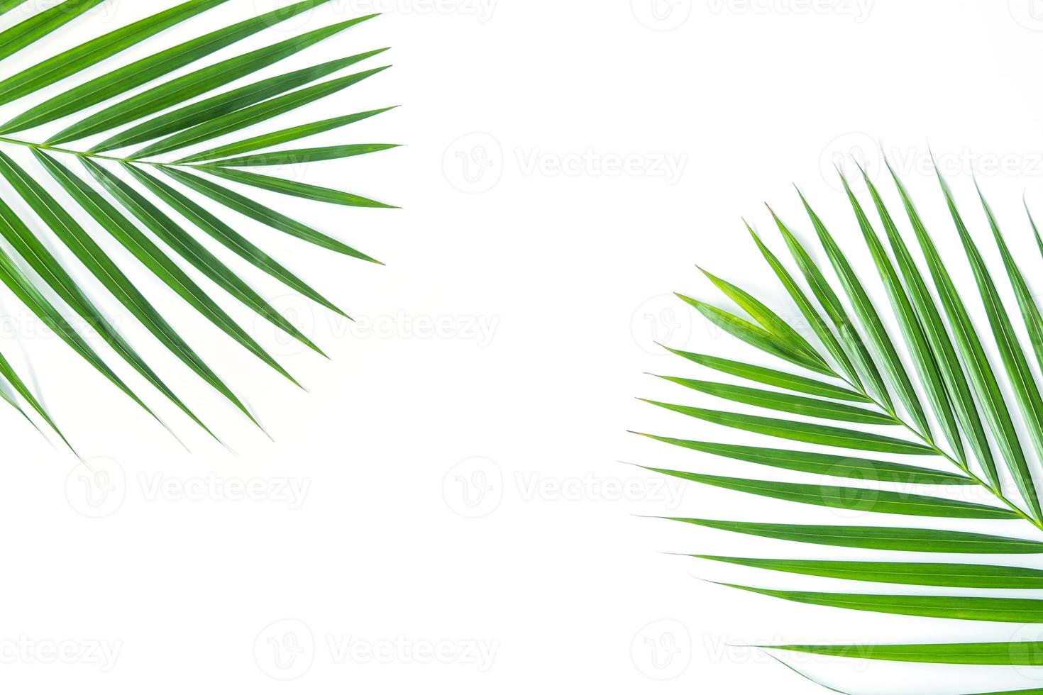 folhas de palmeira isoladas no fundo branco foto