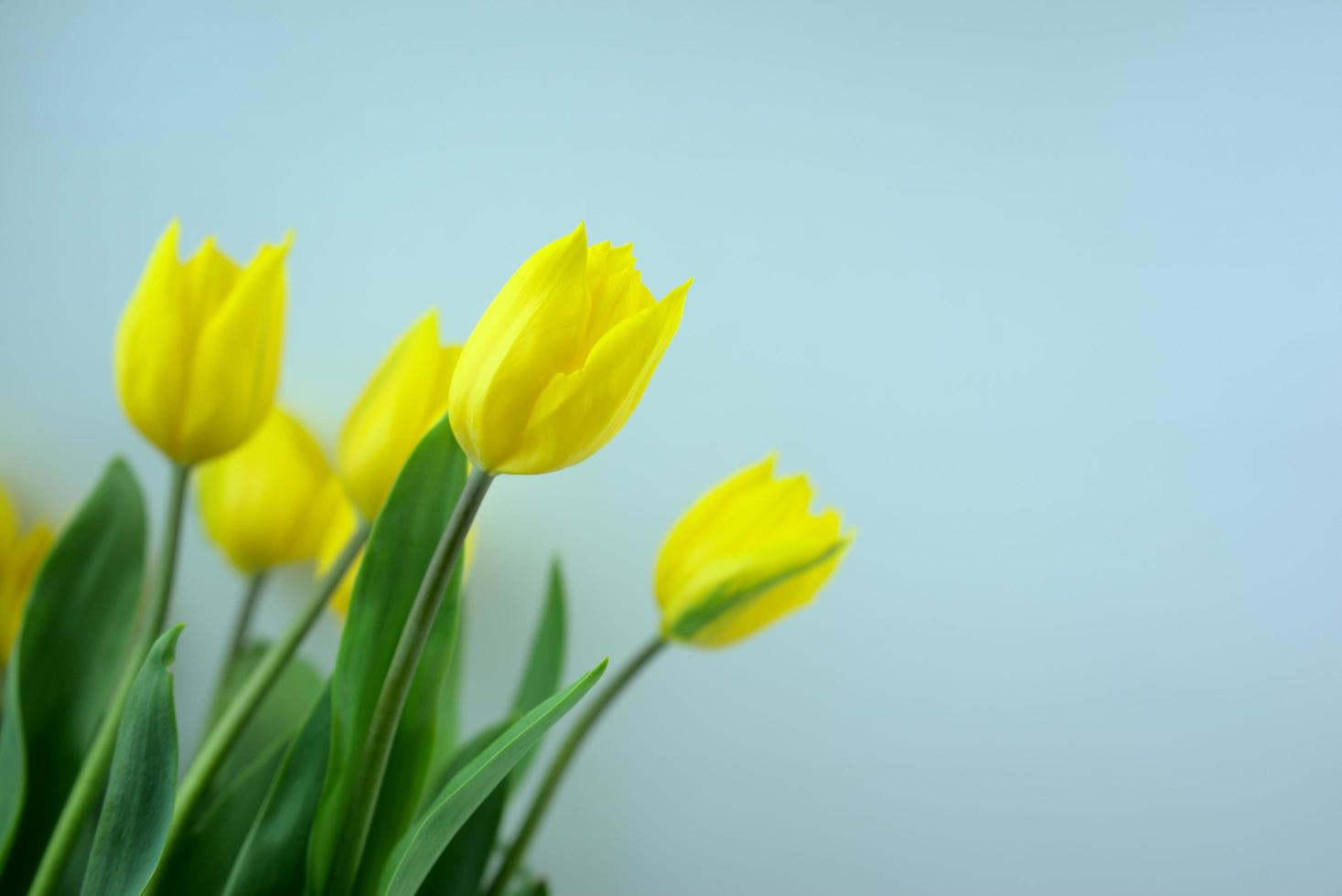 tulipas de flores amarelas com fundo de cor azul claro foto