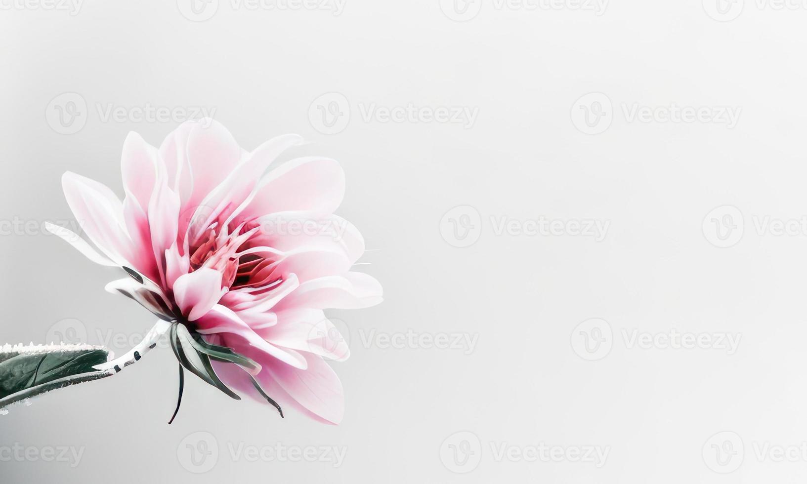 flor em fundo branco foto