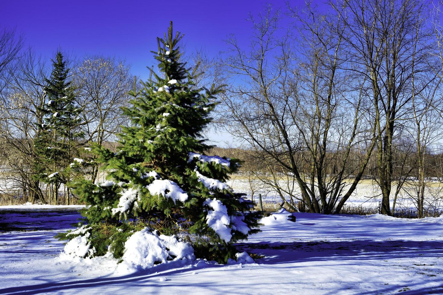 um pinheiro coberto de neve com uma fileira de árvores nuas atrás e um céu azul claro foto