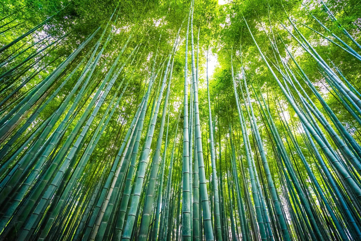 bosque de bambu na floresta em arashiyama em kyoto, japão foto