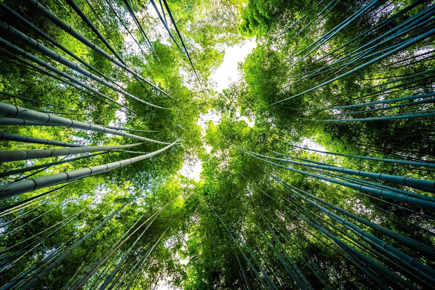 bosque de bambu na floresta em arashiyama em kyoto, japão foto