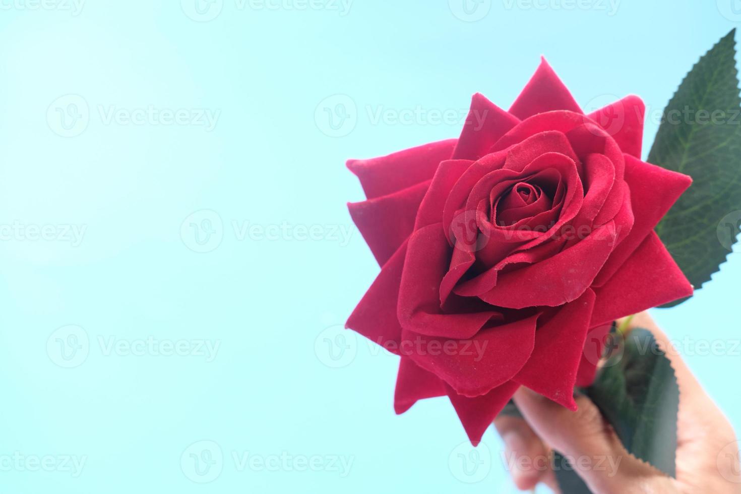 mão segurando uma flor rosa em fundo azul foto