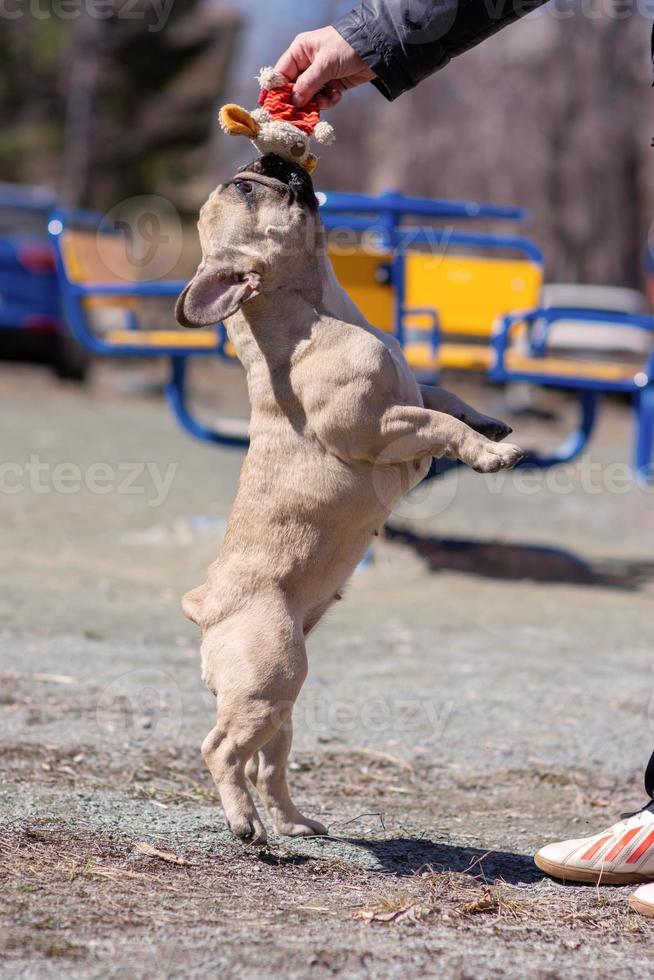 uma caminhada matinal com um buldogue francês fofo foto