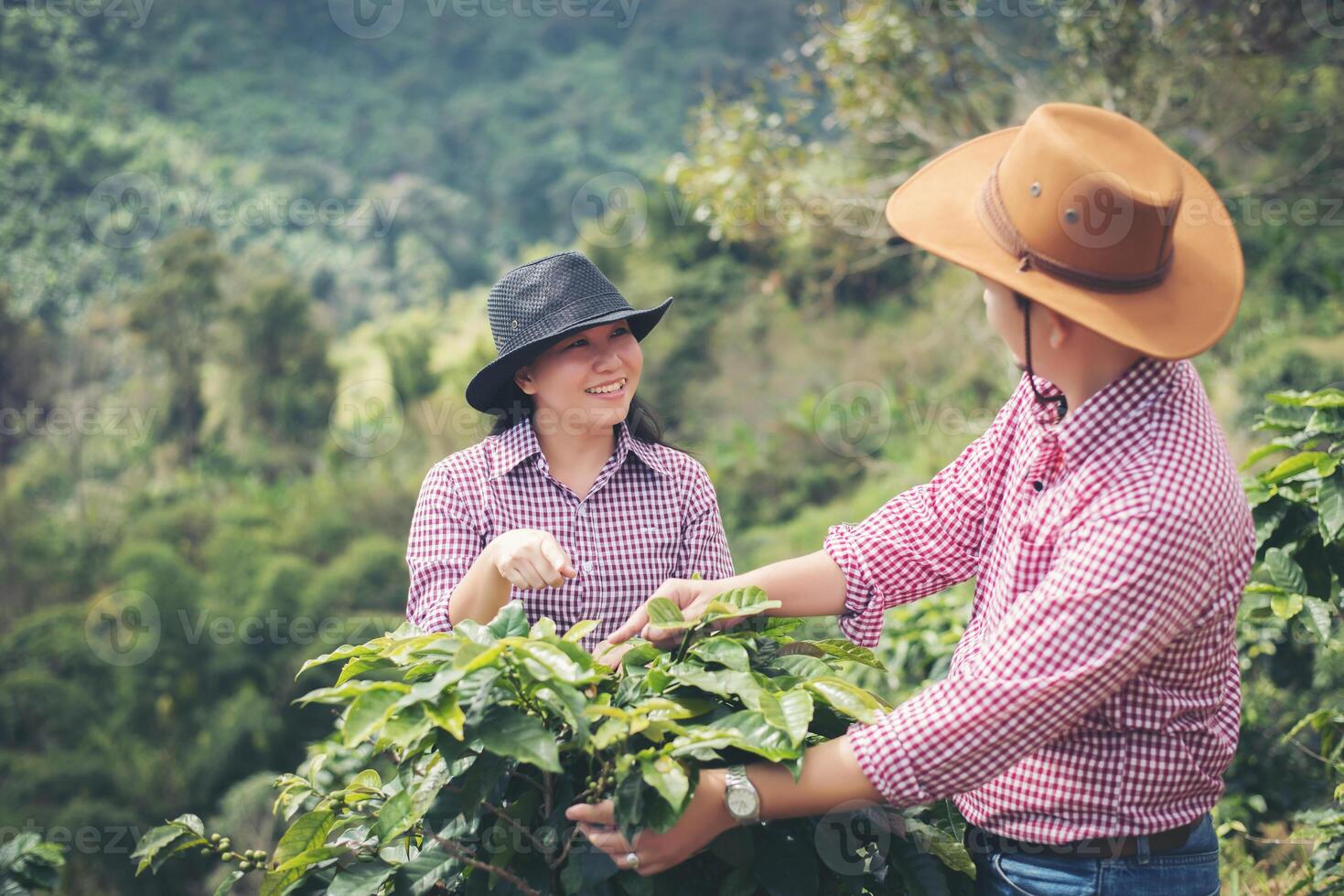 agricultor café é colheita café bagas dentro café Fazenda. foto