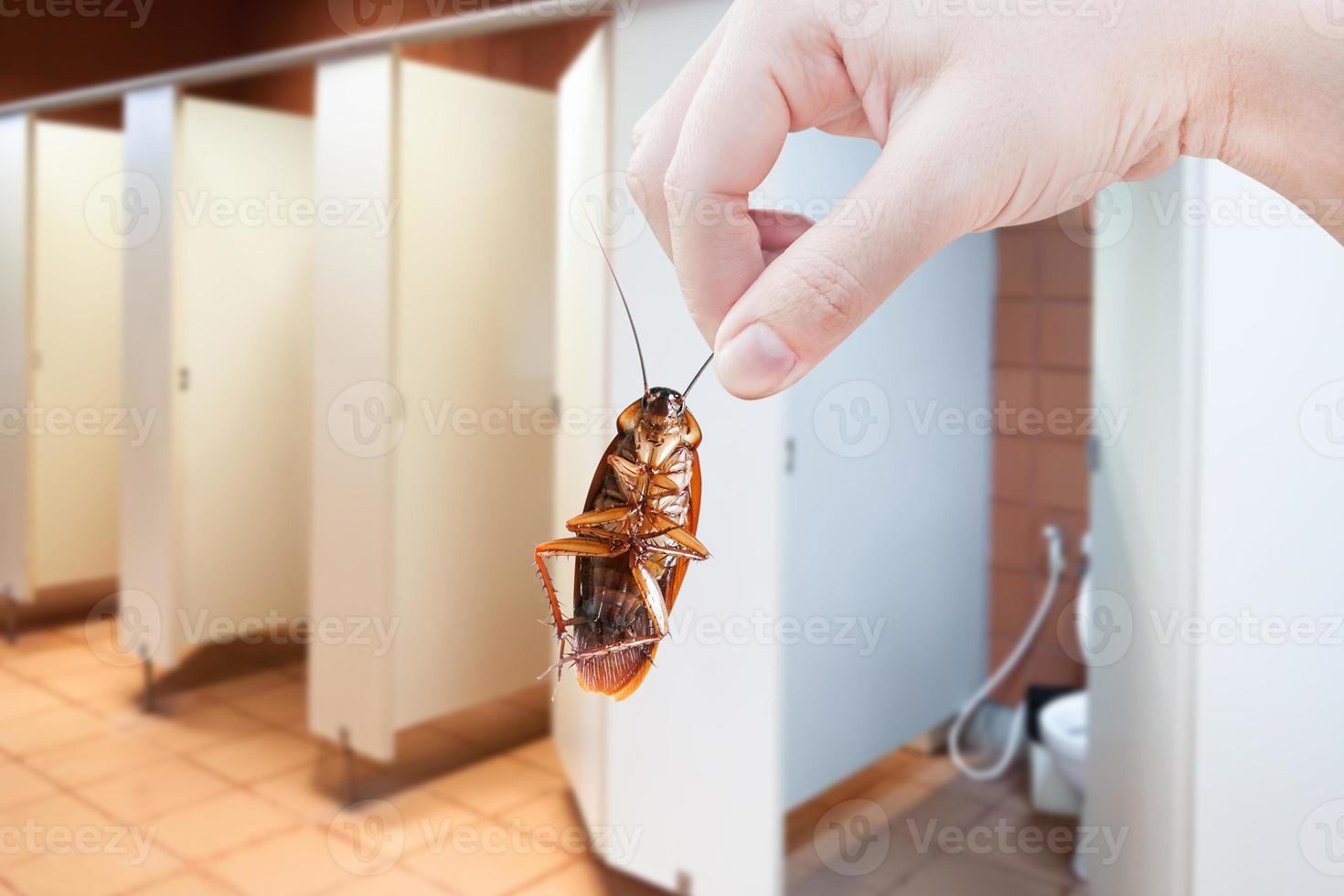 mão segurando barata marrom no fundo do banheiro público, elimine baratas no banheiro, baratas como portadoras de doenças foto