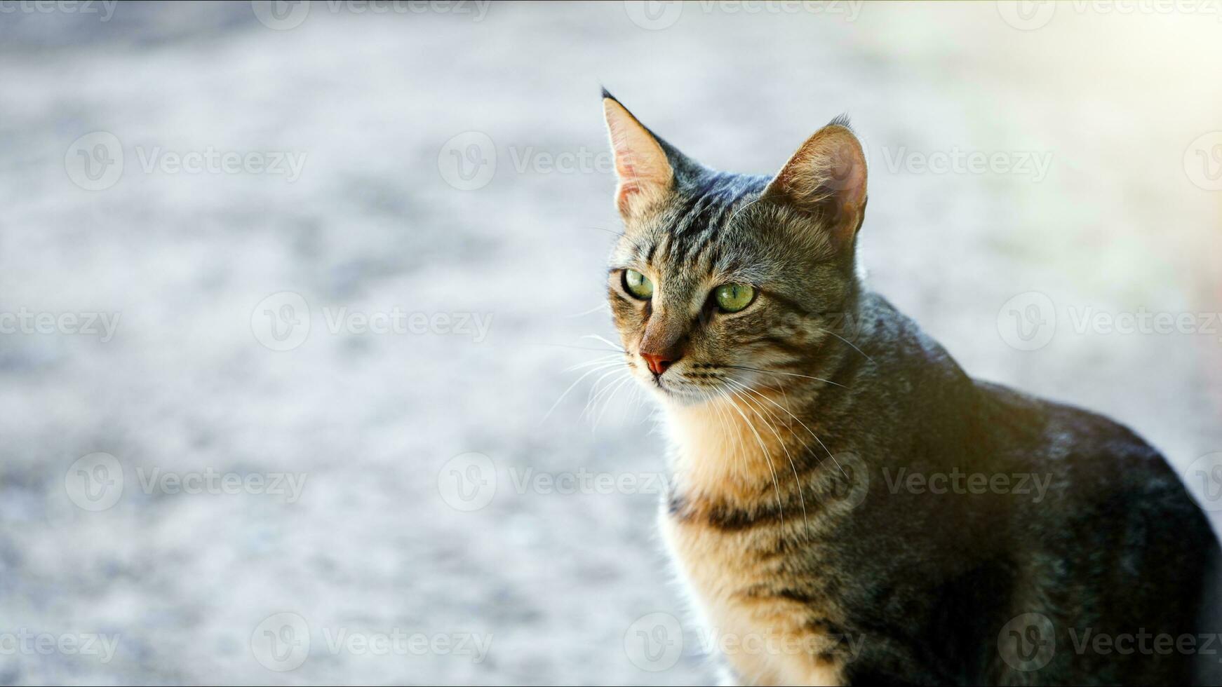 doce mamífero animal gato de estimação foto