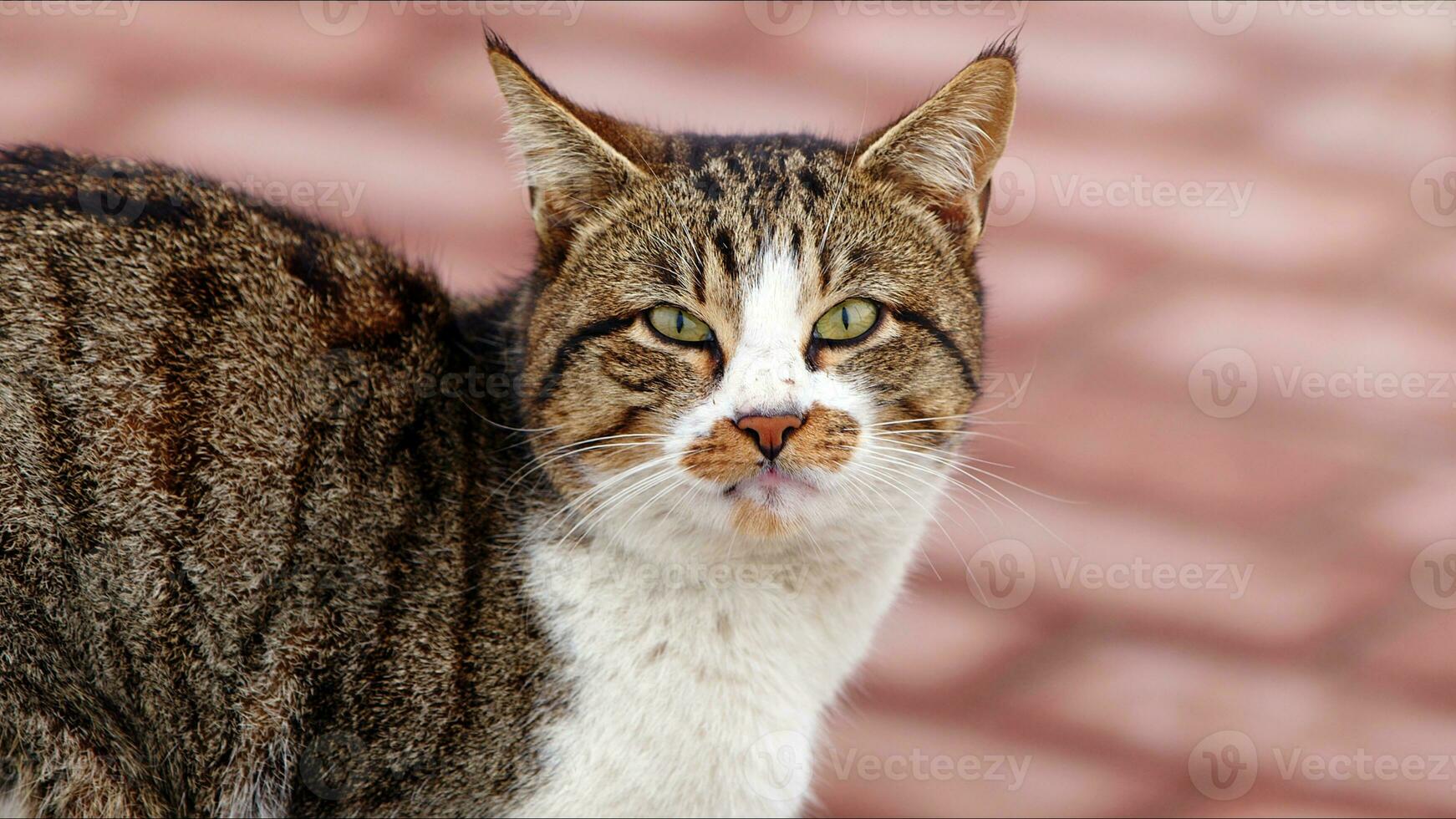 doce mamífero animal gato de estimação foto