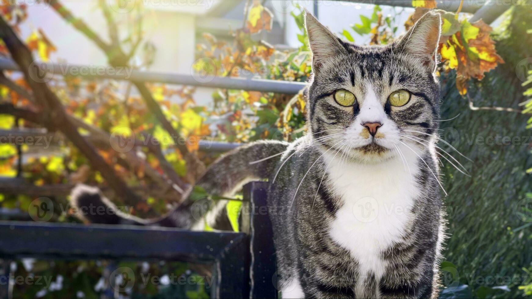 doce mamífero animal gato de estimação foto