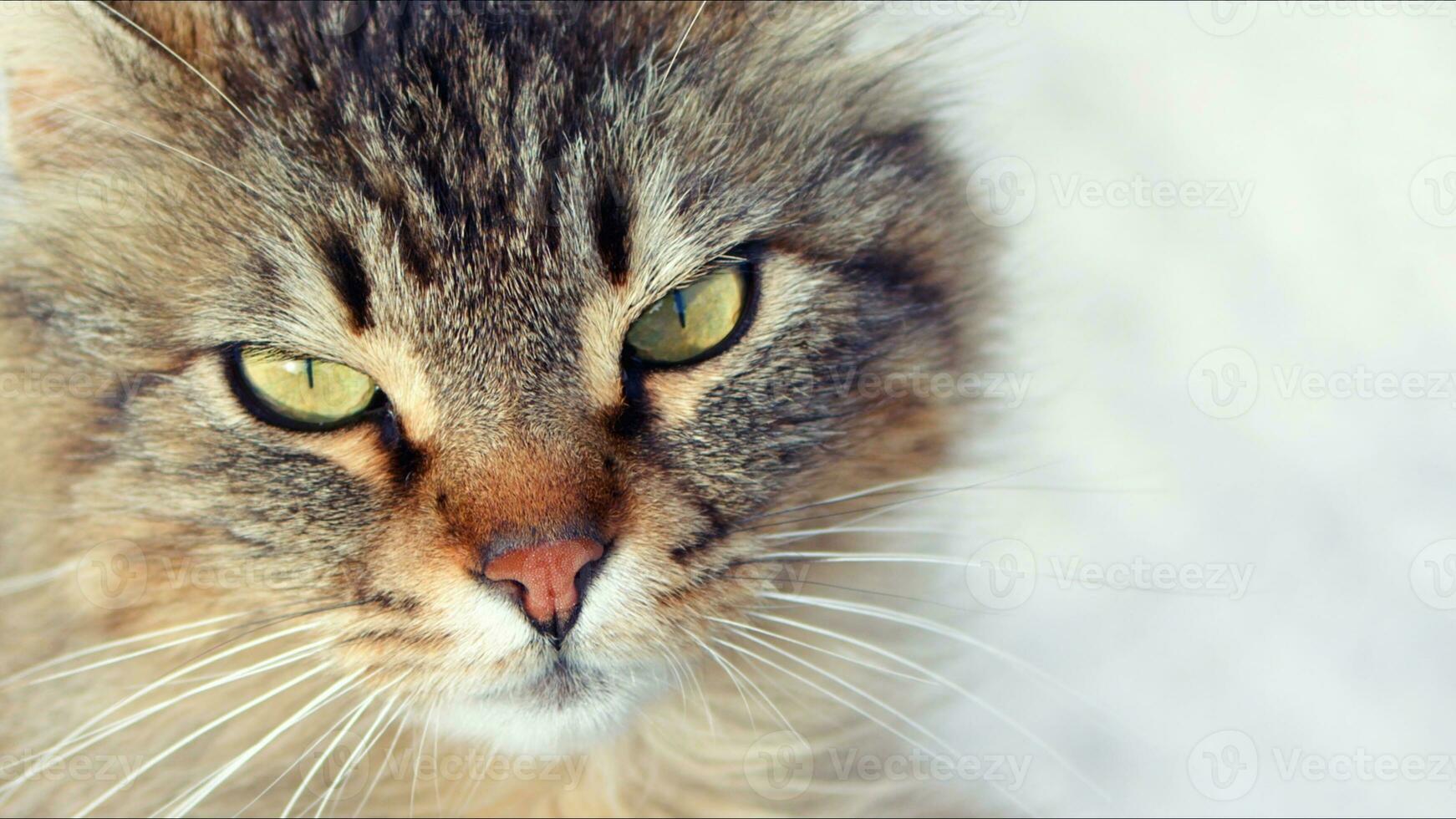 doce mamífero animal gato de estimação foto