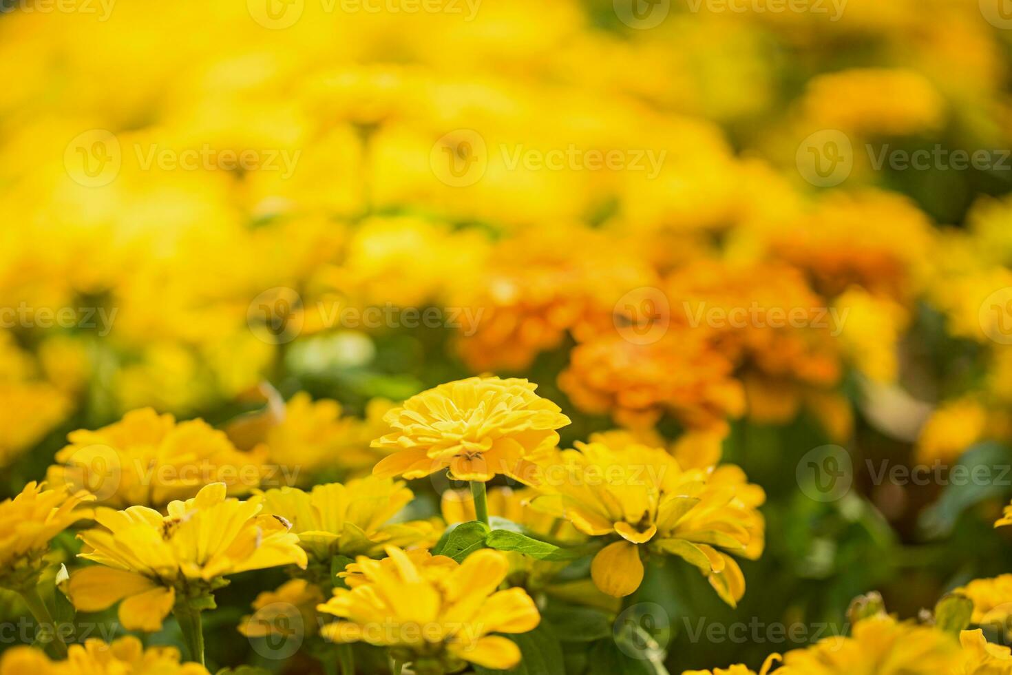 fechar acima amarelo flor dentro jardim foto