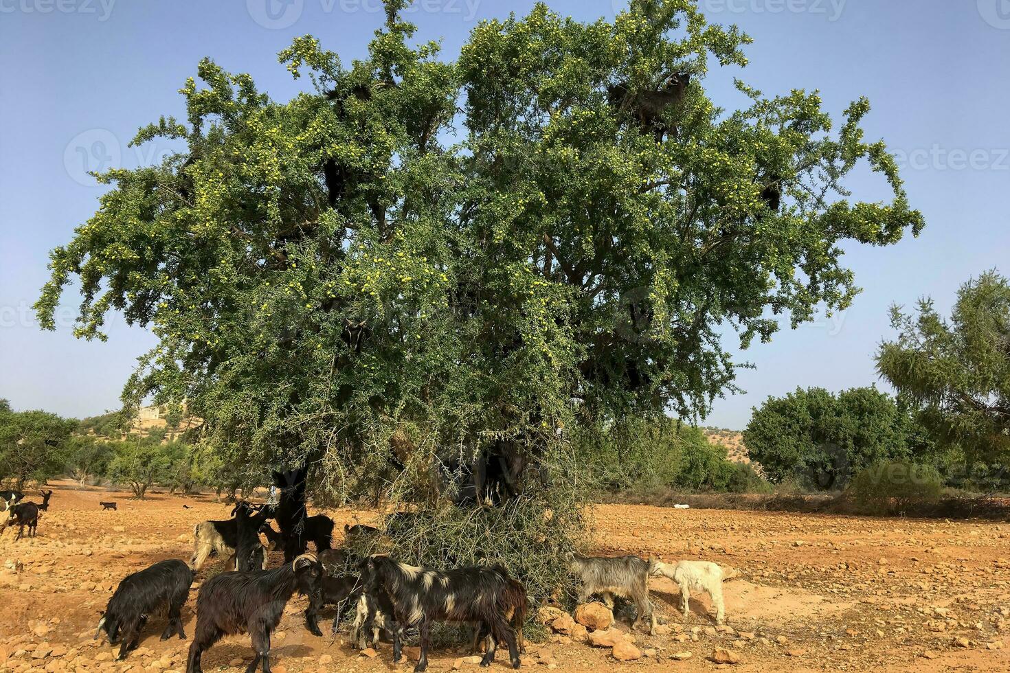 Marrocos deserto panorama com verde árvores e cabras foto