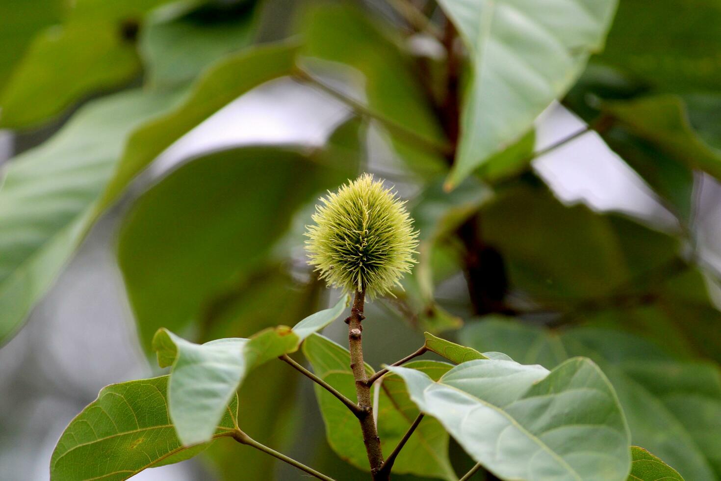 bixa orellana verde semente pods. foto