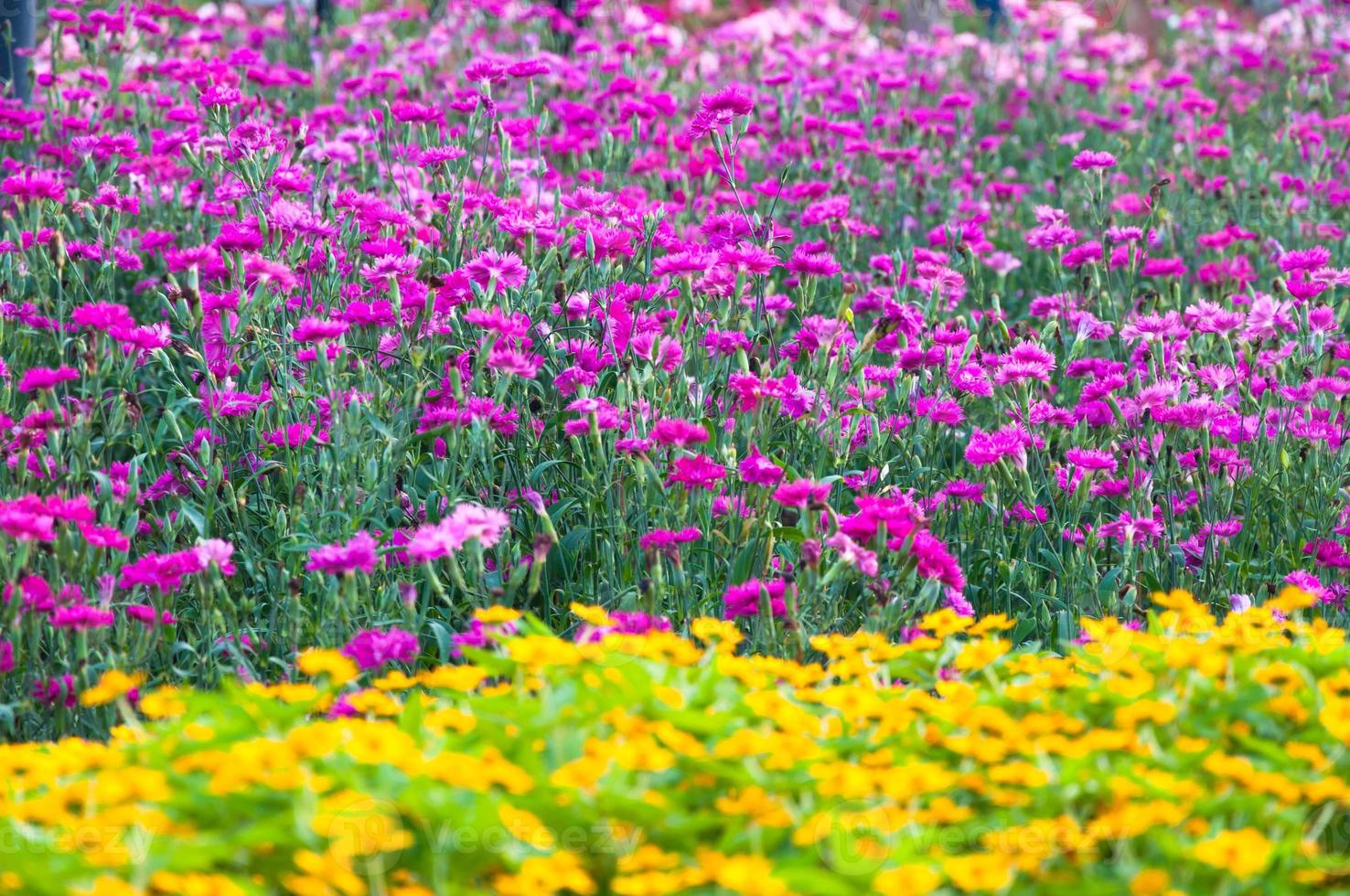 lindo colori flores dentro parque ásia estilo para fundo foto