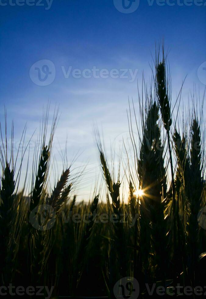 campo de trigo verde foto