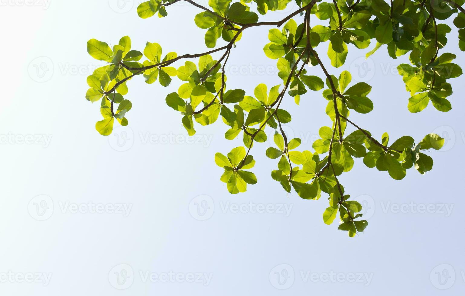 verde sair e céu foto