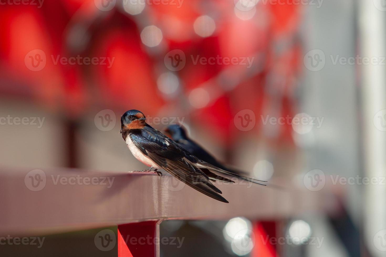 a andorinha sentado em a grade parece por aí e parece às a Câmera. seletivo foco em a pássaro. lindo vermelho fundo com luzes e embaçado. foto