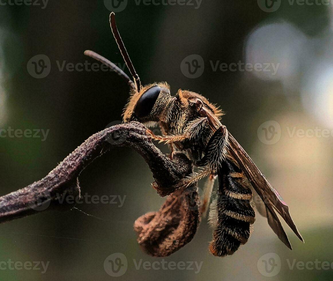 suor abelha empoleirado em uma ramo do uma plantar foto