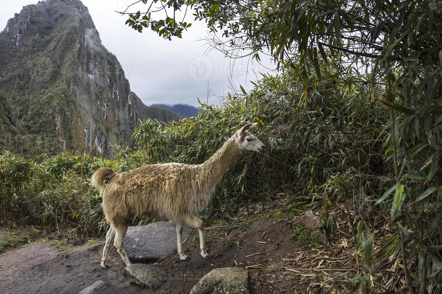 lhama em machu picchu no peru foto