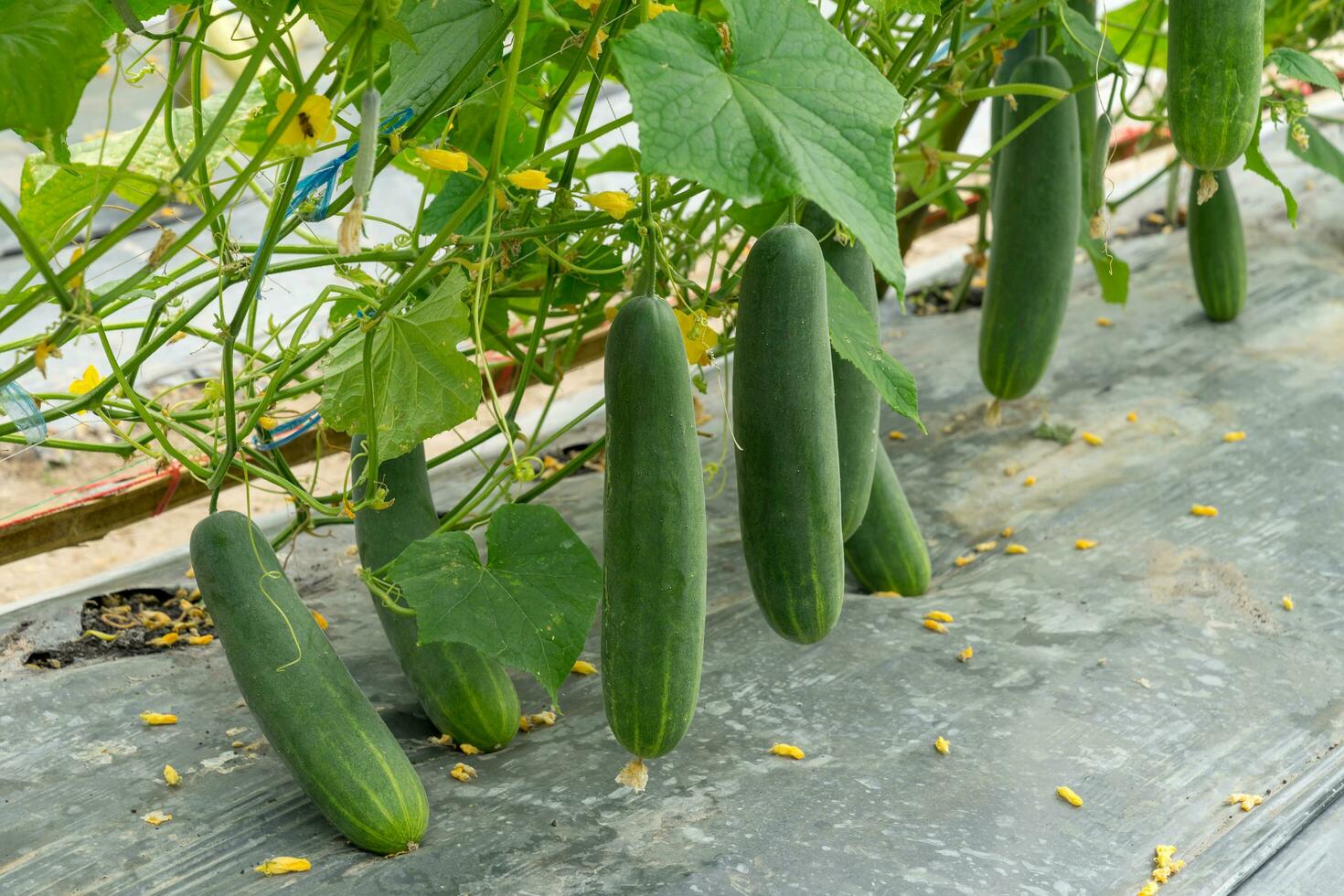 verde pepino crescendo dentro campo vegetal para colheita. foto