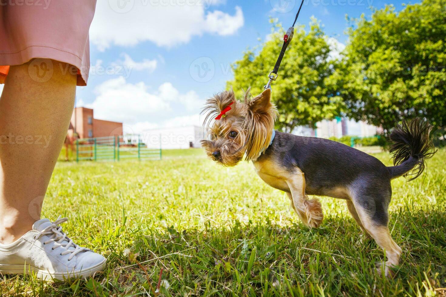 uma menina é caminhando com uma cachorro dentro a parque. yorkshire terrier foto