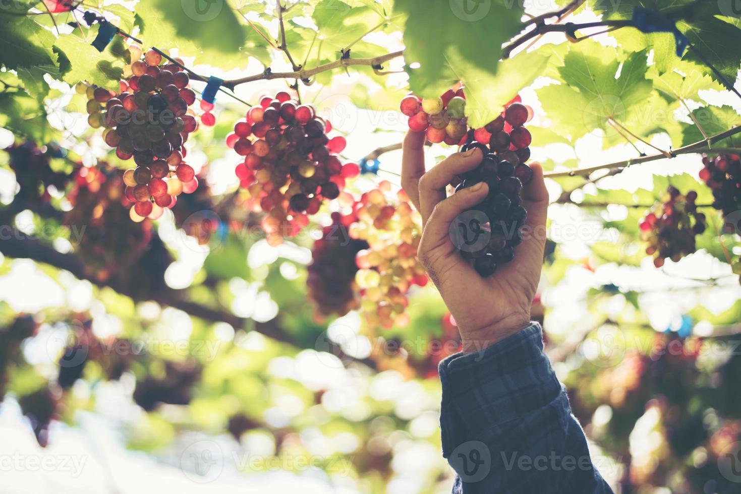 jovem colhendo uvas em um vinhedo durante a temporada de colheita foto
