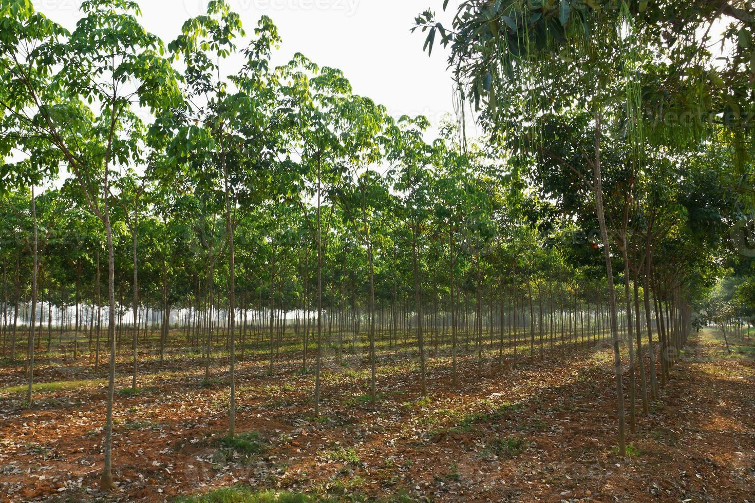 plantação de seringueira foto